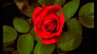 Footage 1