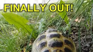 Russian Tortoise goes out after Hibernation