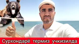 СУРХОНДАРЁ ТЕРМИЗ ХАЙВОНОТ ОЛАМИДА ЧУ́МИЛАДИГАН АЙИКЛАР