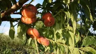 Персик Свит Ринг (28 июня) - Агро Сад