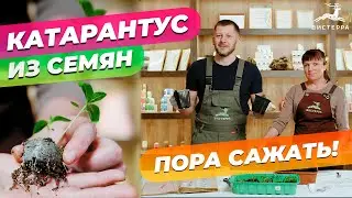 КАТАРАНТУС ВЫРАЩИВАНИЕ ИЗ СЕМЯН | КАТАРАНТУС В ДОМАШНИХ УСЛОВИЯХ