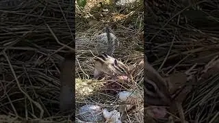 КОРМИМ БУРУНДУКА КЕДРОВЫМИ ШИШКАМИ #shorts #природа #животные #кедр