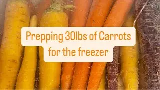 Prepping 30lbs of Carrots for the Freezer! #shorts #foodpreservation #carrots