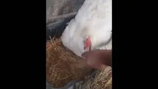 Милее вы ни чего сегодня не увидите