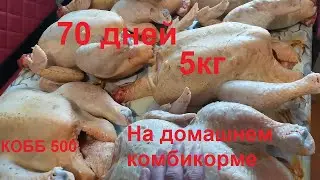 Итоги выращивания бройлера кобб 500 в январе и планы на весну.