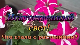 Как сработала подсветка растений в домашней теплице?