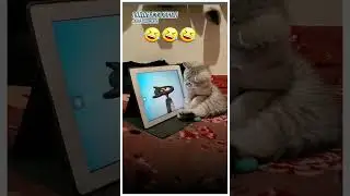 Кот ловит Джерри в реальной жизни! 😱 Мультяшная охота начинается! #новости