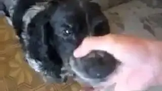 Собака -  барабака прикол