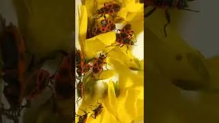 Why Funny Firebugs Are So Flamboyant? Did You Collect Firebugs as a Kid?