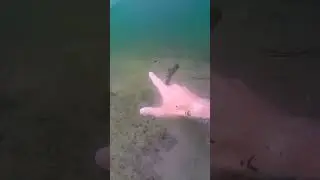 Фри дайвинг белое озеро Беларусь