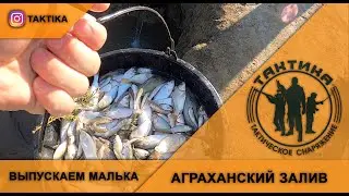 Выпускаем малька в Аграханский залив