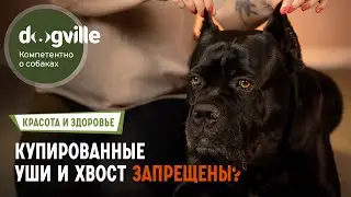 Запрет на купированные уши и хвост у собак – Что будет с российскими выставками?
