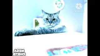 Not Sure What I Did To Кот Барсик
