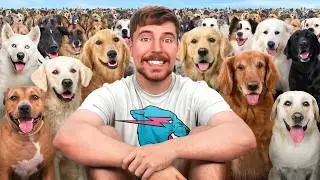 I Saved 100 Dogs From Dying