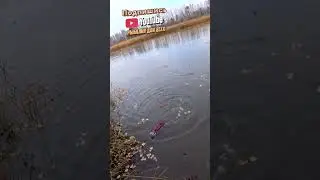 ПОЙМАЛ ОГРОМНУЮ ЩУКУ НА РАДИОУПРАВЛЯЕМЫЙ КАТЕР С ЖИВЦОМ. 