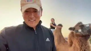 Катание на верблюде Элиста