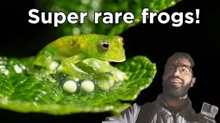 Looking for glass tree frogs! (Herping Colombia Part 3)