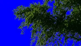 Real Tree - Free Chroma Key Effect by Vidiotschannel