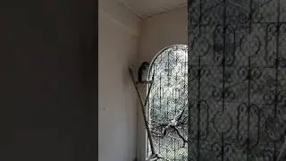 Shakespeare Owl doesn't like me