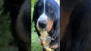 Cute Dog Likes To Get Buzzed😂😂😂 | 