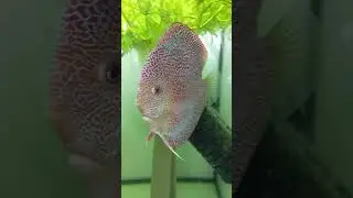 Разведение дискусов в водопроводной воде❤❤❤