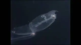 к1ави