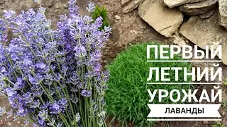 ЛАВАНДОВЫЙ БУКЕТ Обрезаю колоски лаванды после первого цветения