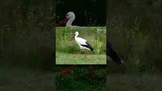Аист-убийца