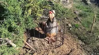 Кабки Гиро дар Куҳ Keklik sesi ovi Куропатка Kurak avi Кабки Шикори дар Куҳ Овози Нар Кабки Маст