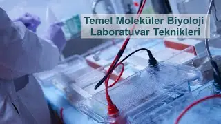 Jel Elektroforezi (Kurs adresi: http://karacayakademi.com)