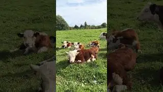 Живем без распорядка дня #герефорд #корова #cow #теленок #молоко #отдых #сон #еда #ферма #farming