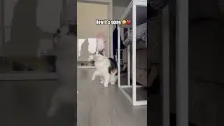 POV: you have a girl cat 🤣❤️