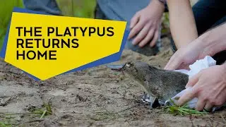 Returning the platypus to the Royal National Park