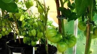 EL CULTIVO EN MACETERO 1º PARTE