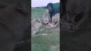 волки 🐺 против алаба🐶