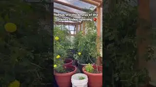 Trim Greenhouse Tomatoes! #shorts #greenhouse #tomato