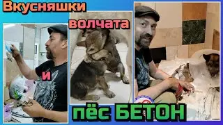 Вкусняшки, волчата, пёс Бетон и пионеры приюта. Немного из жизни приюта.ВЕРНОВЦЫ - спасение животных