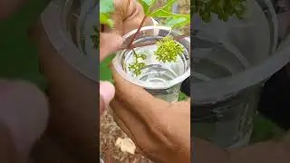 Begini Cara Memperbesar Buah Anggur Pakai Hormon GA3