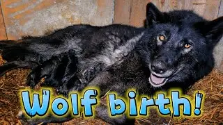 The birth of wolf puppies! 