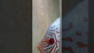 Дискусы качество🔥🔥🔥 +79139078128 ватсап.