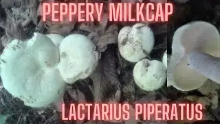 Peppery Milkcap (Lactarius piperatus)