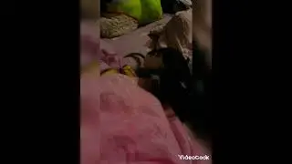 ДЕНЕЖНАЯ КРЫСА ЛИСАСАМОЕ УМНОЕ ЖИВОТНОЕ В МИРЕ