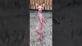 القطة الراقصة البشعة😼😼😼