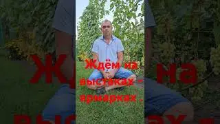Выставки винограда состояться в г.Пинске , г. Гомель ,г.п Самохваловичи . #виноградлидчины #Выставки