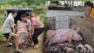 Selling an aggressive sow that bit her piglets. Weight 200kg. ( Ep 293 )