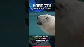 Сугробы для белого медведя в разгар лета