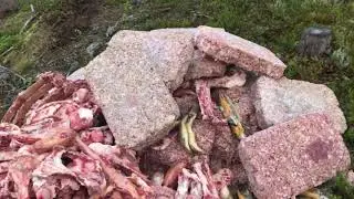 Привада на медведя осень 2019
