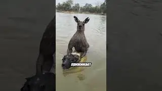 Кенгуру против собаки: смертельная ловушка в реке 🦘🐕🌊