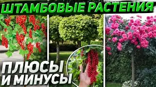 ШТАМБОВЫЕ РАСТЕНИЯ - всё что нужно знать