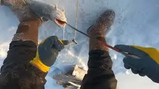 Подледная рыбалка на налима! Балык! Winter fishing burbot! 4k! 30.01.2024г